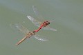 IMG_0507 Sympetrum fonscolombii